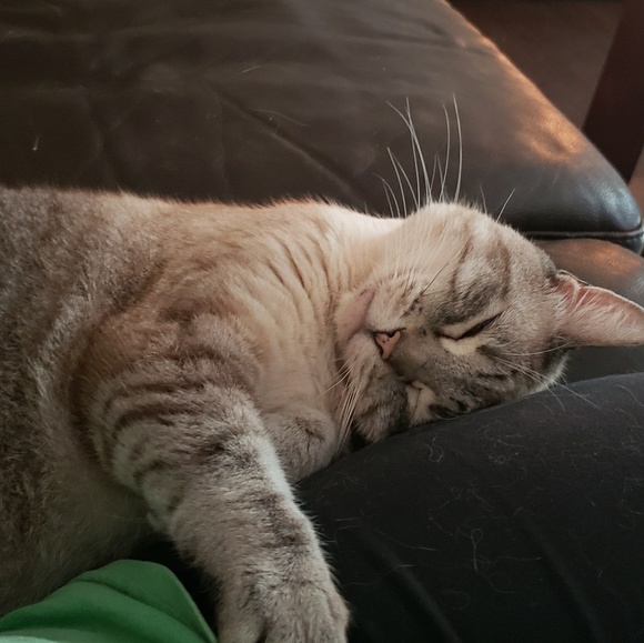 Meet your Posher, Lara - Picture 1 of 1